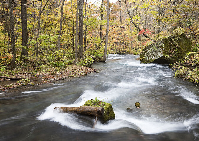 Water, tested by WESSLING through groundwater analysis, rushes through a stream in the forest