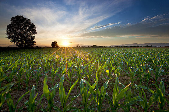 cornfield